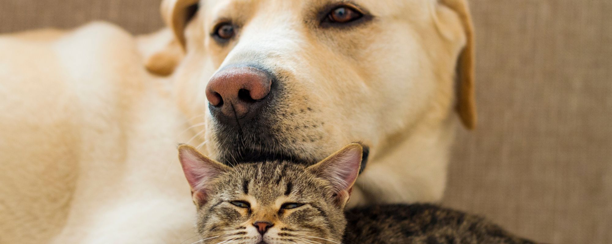 Chien et chat