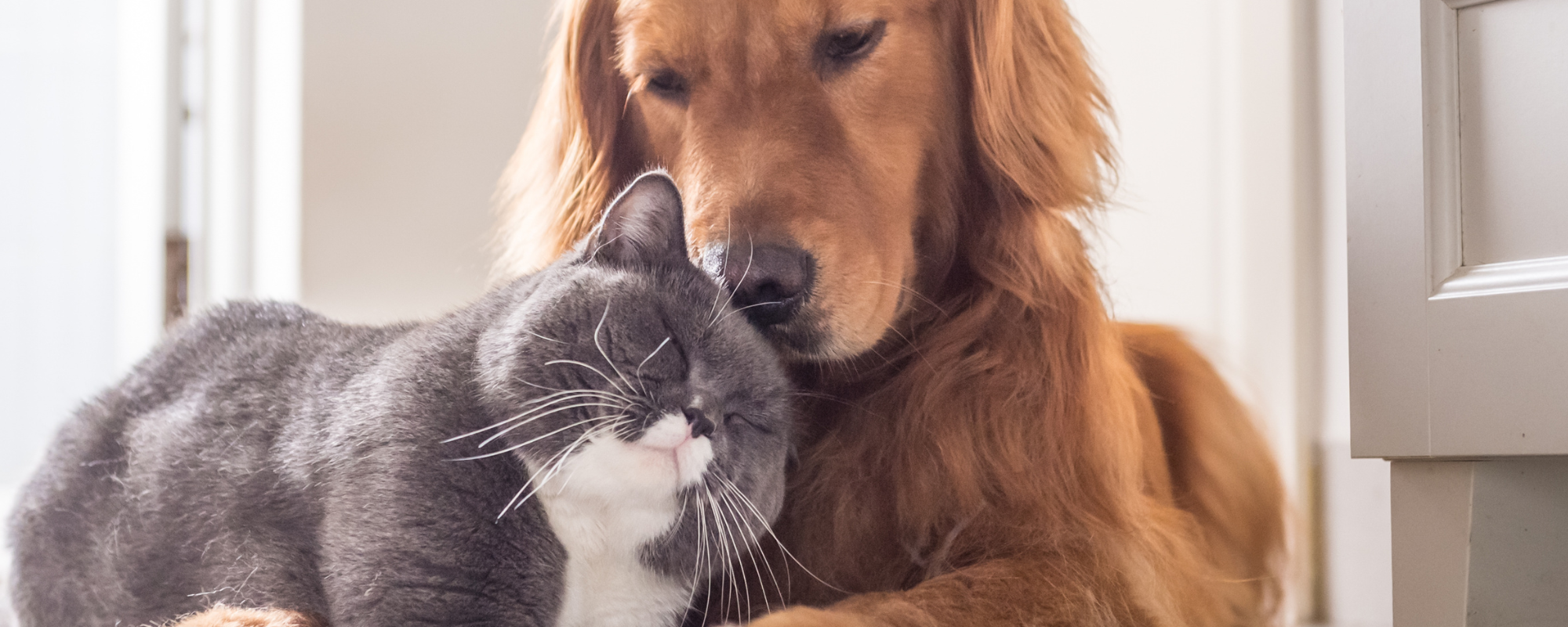 étude sur la santé des animaux de compagnies