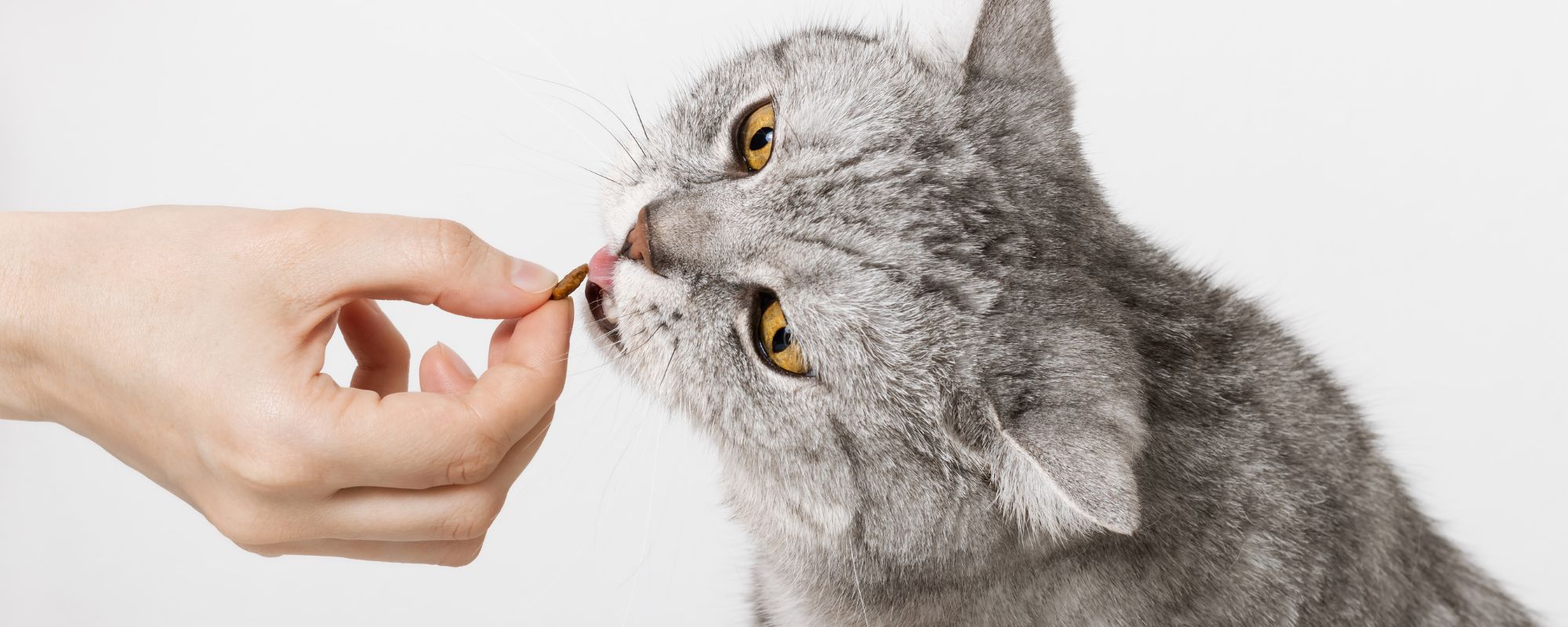 Etude alimentation chats